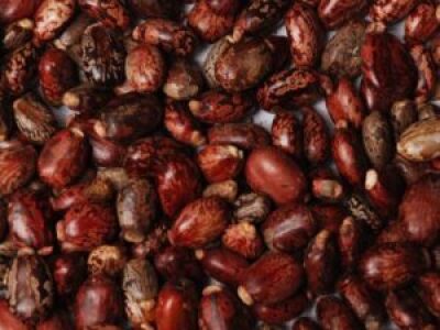 Castor-Seeds