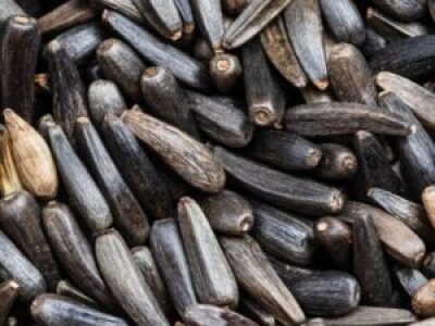 Niger-seed