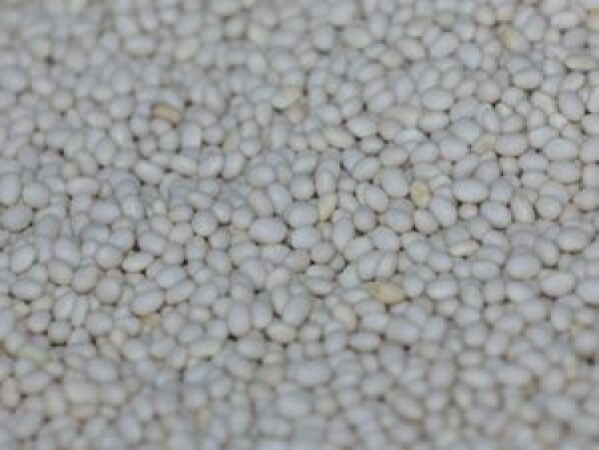 White-pea-beans