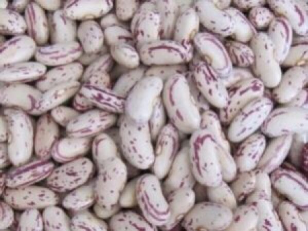 Light-Speckled-Kidney-Bean