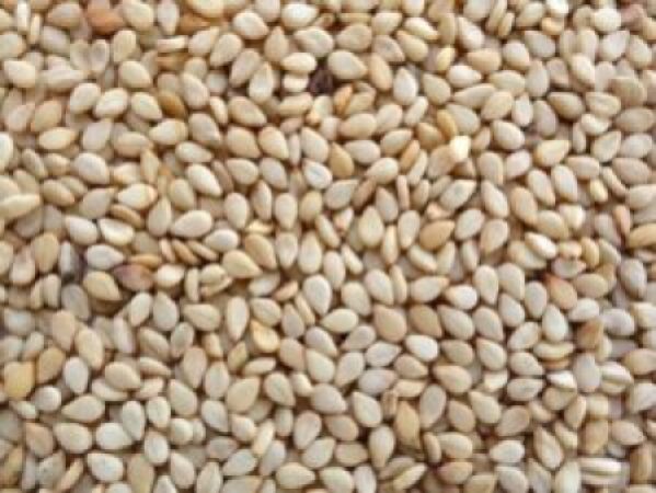 Humera-Sesame-Seeds