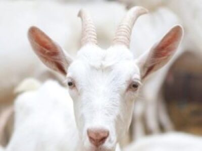 Goats