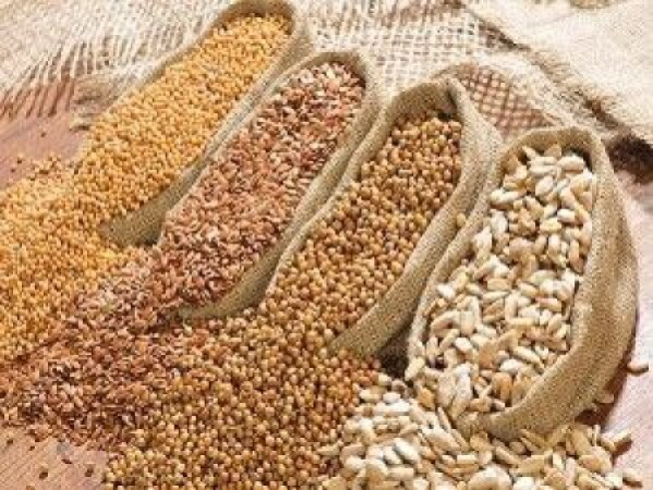 oil seed
