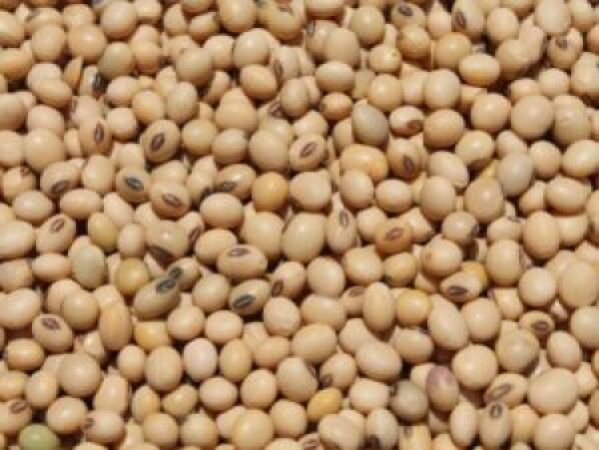 Soybean-Non-GMO