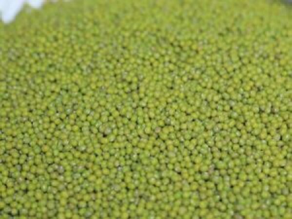 Green-Mung-Bean