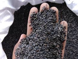 Niger seed locally known as Noug (Guizotia abyssinica)