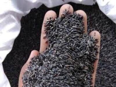 Niger seed locally known as Noug (Guizotia abyssinica)