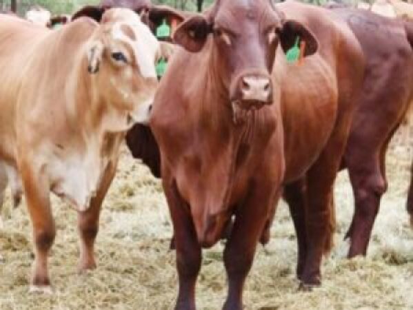 Cattle